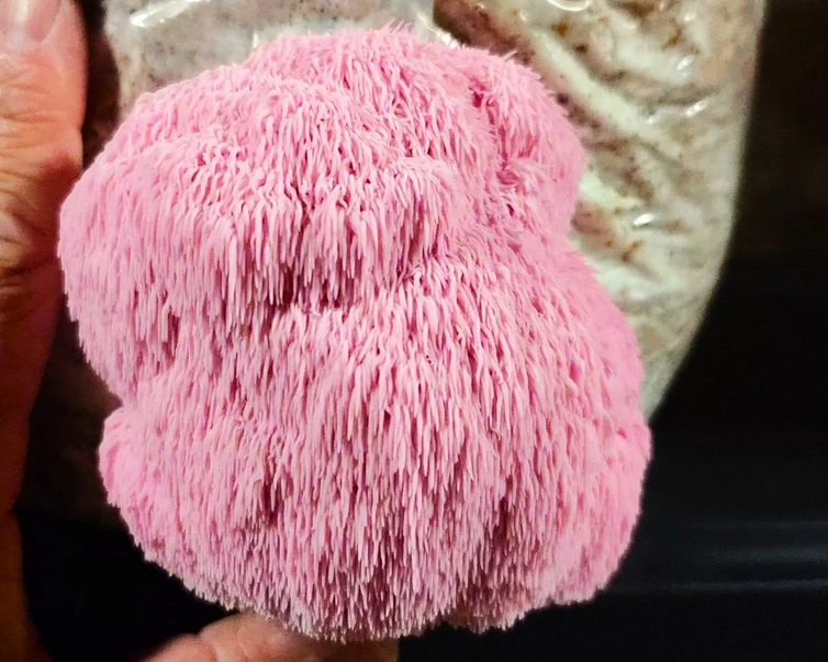 Hericium erinaceus var. « Pink Queen »