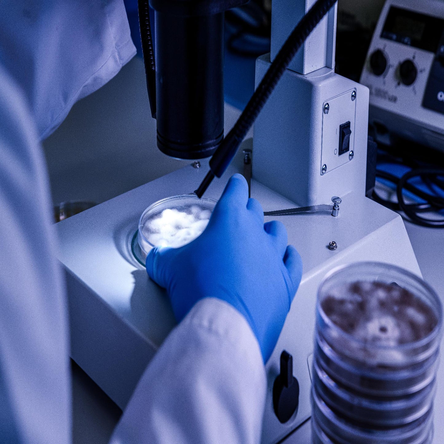 Ganoderma lucidum s.str. (Reishi)