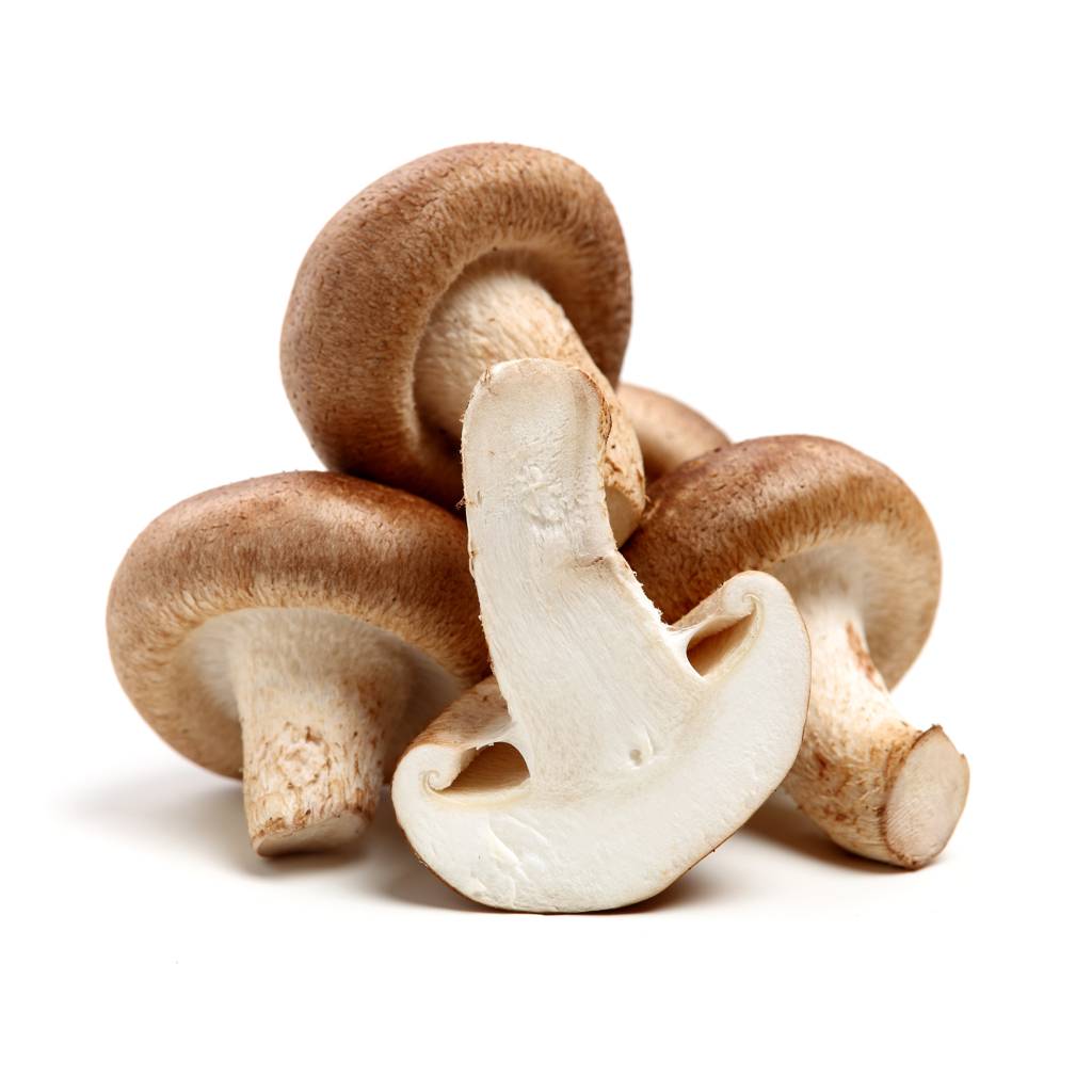 Shiitake – Lentinula edodes (Sp. Shiitake des buissons australien)