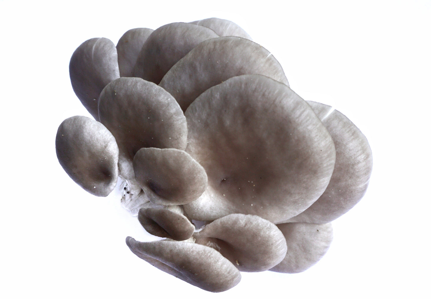 Gray oyster mushroom - Pleurotus ostreatus