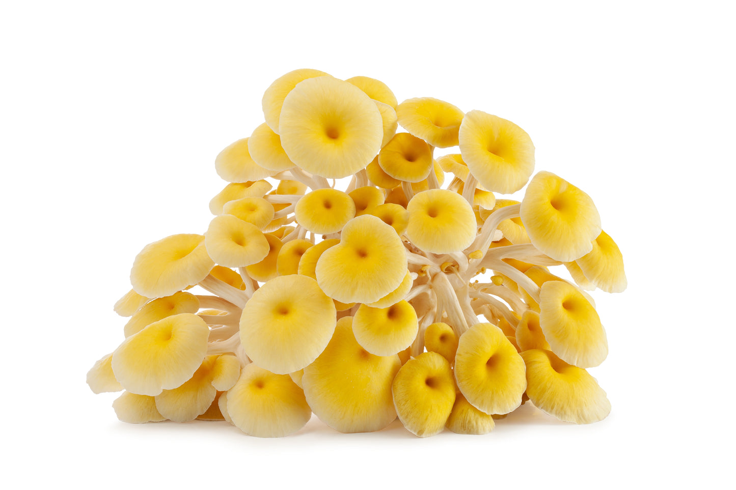 Pleurotes jaunes – Pleurotus citrinopileatus