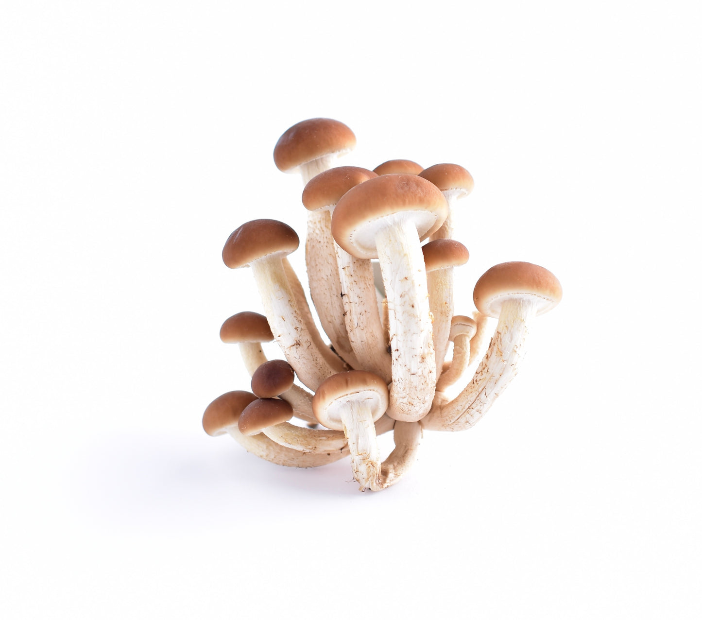 Pioppino (Poplar Mushroom) – Cyclocybe cylindracea