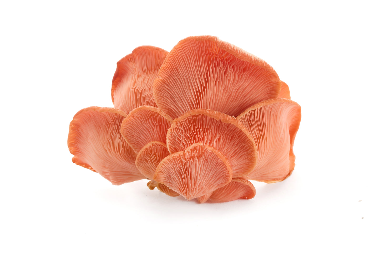 Pleurotus djamor (Pleurote Rose)