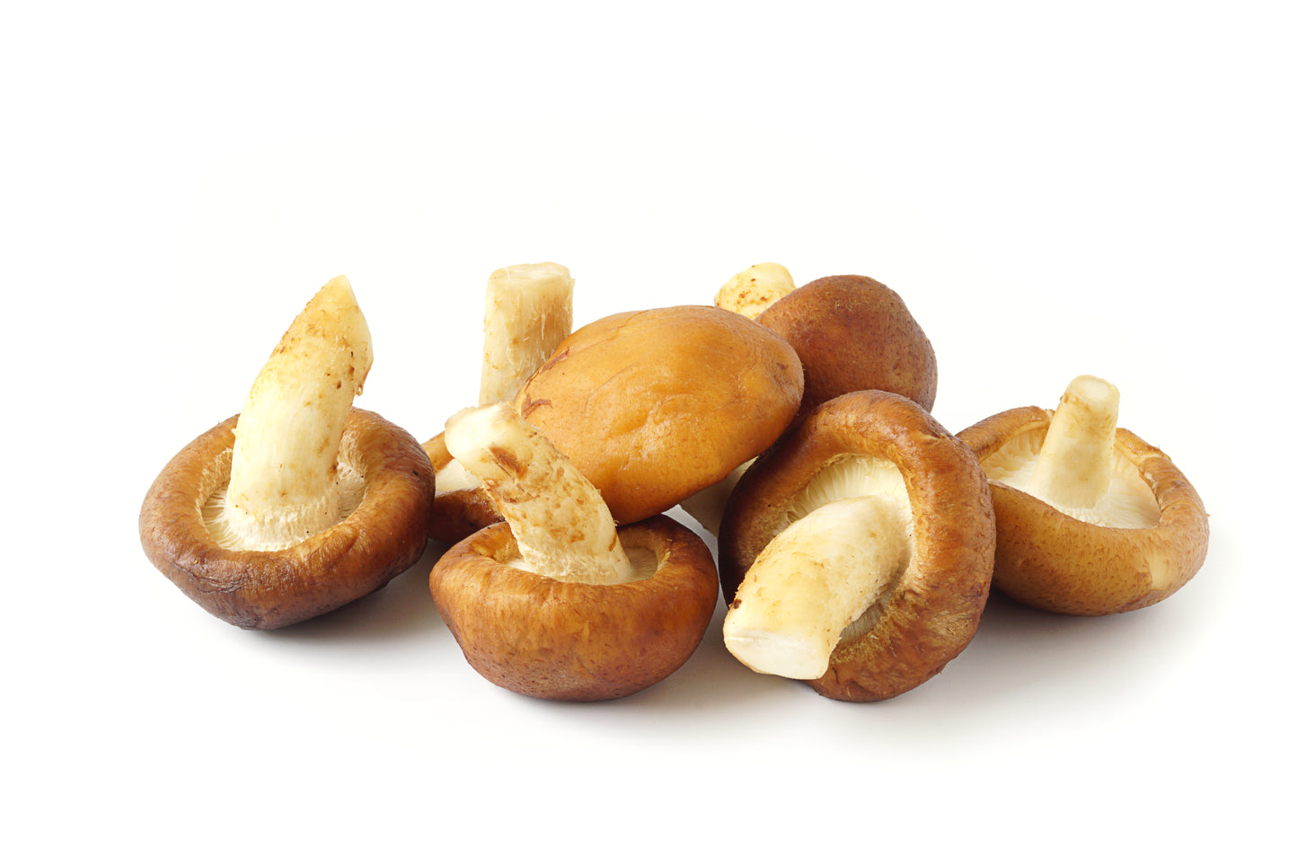 Pholiota adiposa var. americanum (Pied de Chêne Américain)