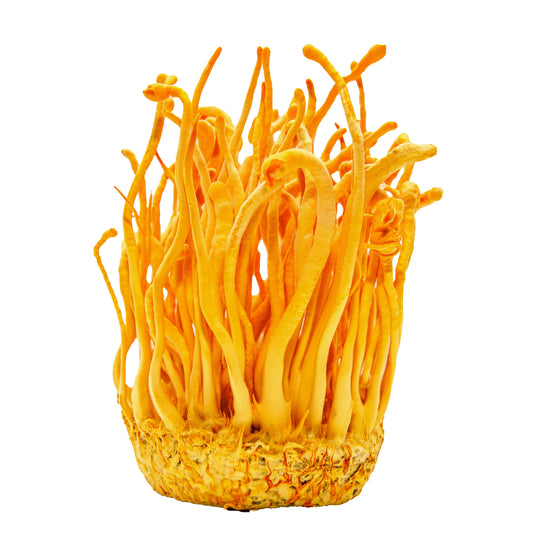 Cordyceps – Cordyceps militaris (powder)