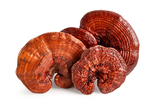 Reishi (European Lacquer) – Ganoderma lucidum