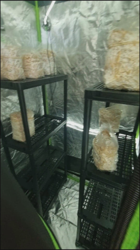 Mushroom Box – Système de Culture de Champignons avec Contrôle Complet